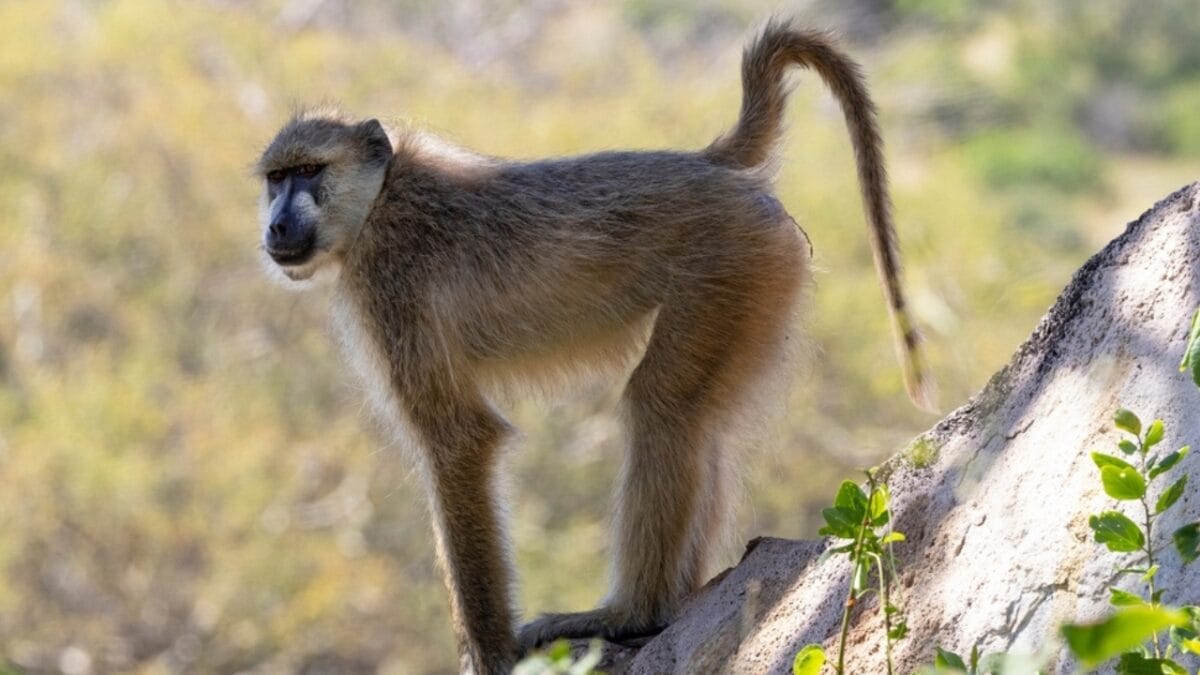 The 10 Largest Monkeys in the World 4 The 10 Largest Monkeys in the World - yellow baboon monkey ss2324079547