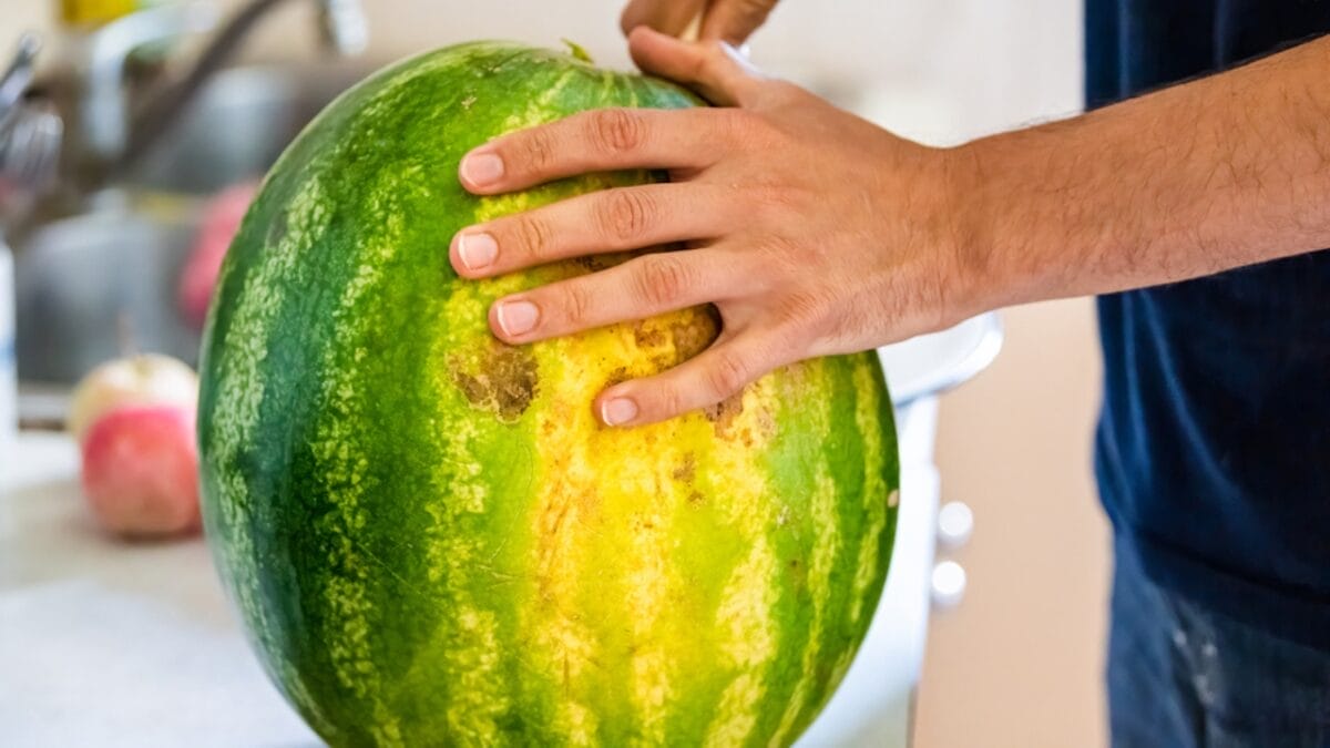 Juicy 6-Step Guide to Picking the Perfect Watermelon 4 Juicy 6-Step Guide to Picking the Perfect Watermelon - yellow spot watermelon ss1923759725