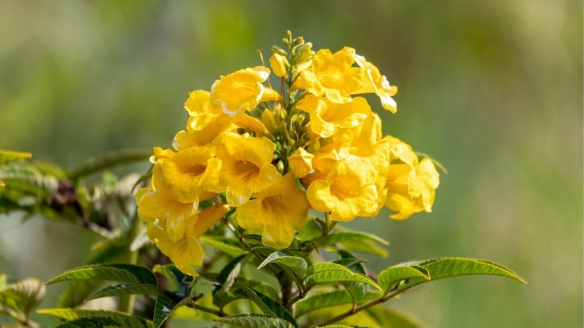 12 Native Flowers That Attract Hummingbirds Like a Magnet 13 12 Native Flowers That Attract Hummingbirds Like a Magnet - yellow trumpetbush flower ss2441174531