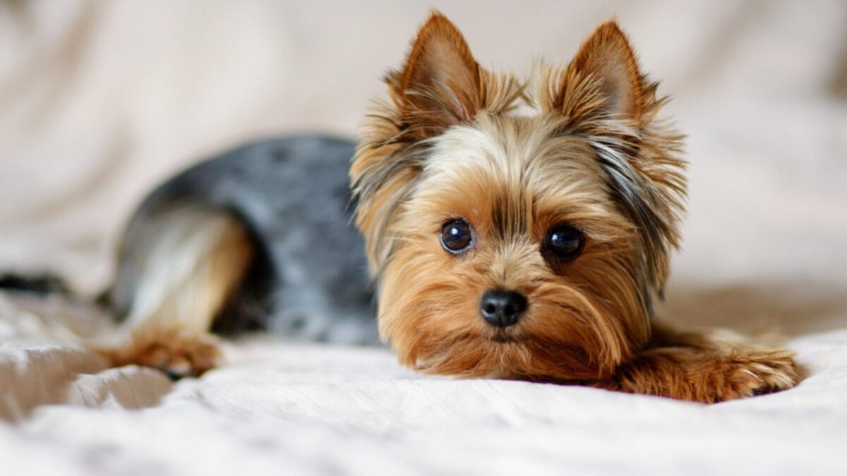 These 17 Dog Breeds are Perfect for Snuggling & Emotional Support - yorkshire terrier photo ss1792147286