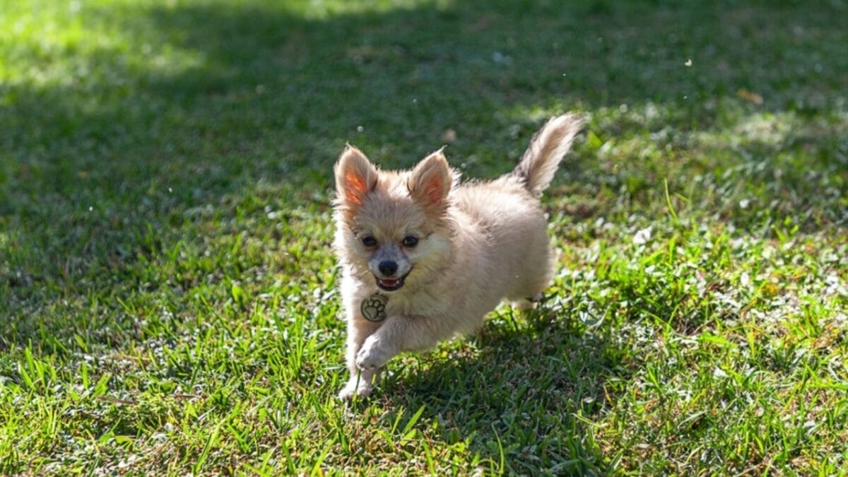 Descartes Was Wrong: 9 Signs Your Dog Can Feel Happiness 4 Descartes Was Wrong: 9 Signs Your Dog Can Feel Happiness - zoomies dog ss2390759331