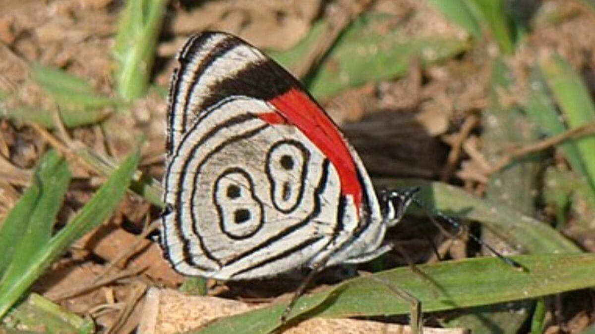 23 Dazzling Photos of the Most Colorful Butterflies on Earth 16 23 Dazzling Photos of the Most Colorful Butterflies on Earth - 88 butterfly wc