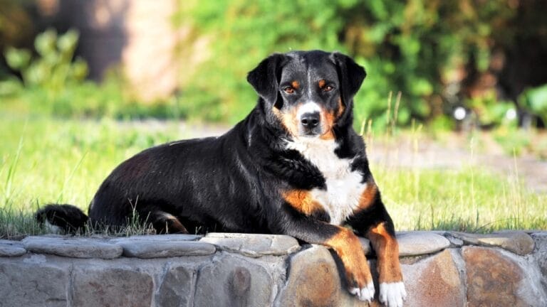 Meet the Appenzeller Sennenhund: 10 Traits of This Rare Swiss Breed 7 Meet the Appenzeller Sennenhund: 10 Traits of This Rare Swiss Breed - A Breed Apart from Swiss Cousins dp6534711