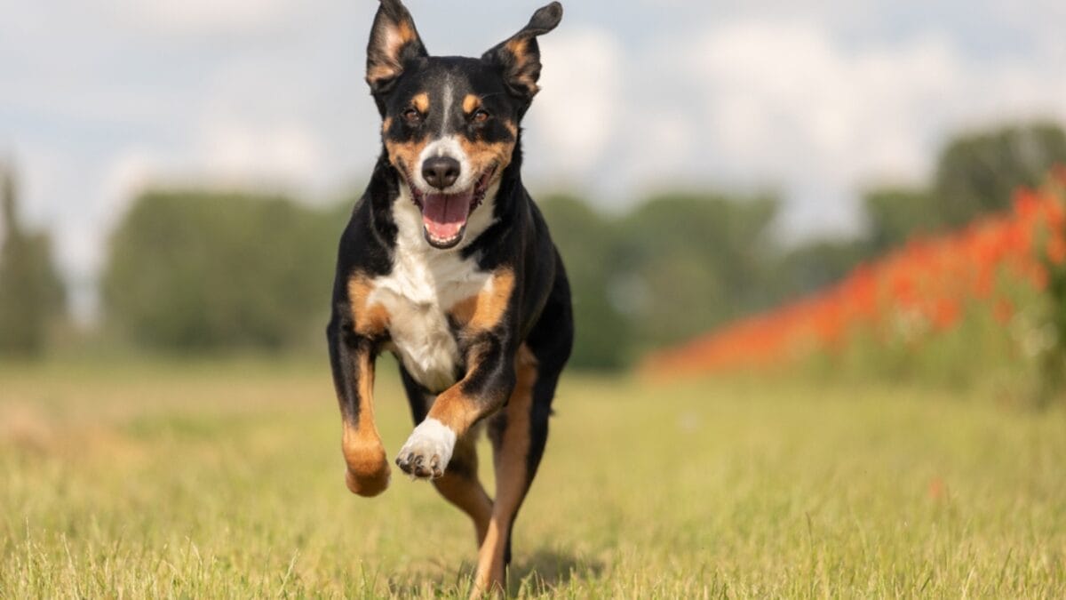 Meet the Appenzeller Sennenhund: 10 Traits of This Rare Swiss Breed 6 Meet the Appenzeller Sennenhund: 10 Traits of This Rare Swiss Breed - A Breed for the Active Lifestyle dp483643588