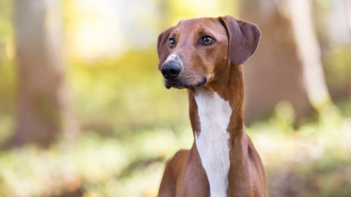 8 Milestones That Shaped the Evolution of the Azawakh Dog - A Landrace Breed dp320867680