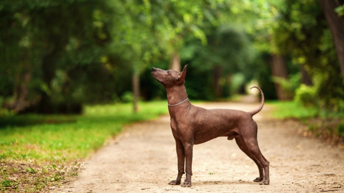 The Xoloitzcuintli: 10 Reasons Why This Breed is Delightfully Weird & Wonderful 5 The Xoloitzcuintli: 10 Reasons Why This Breed is Delightfully Weird & Wonderful - A Mythological Guide to the Underworld dp120110070