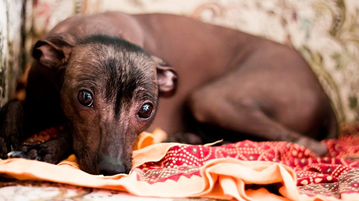 The Xoloitzcuintli: 10 Reasons Why This Breed is Delightfully Weird & Wonderful 8 The Xoloitzcuintli: 10 Reasons Why This Breed is Delightfully Weird & Wonderful - A Natural Heater dp228476978