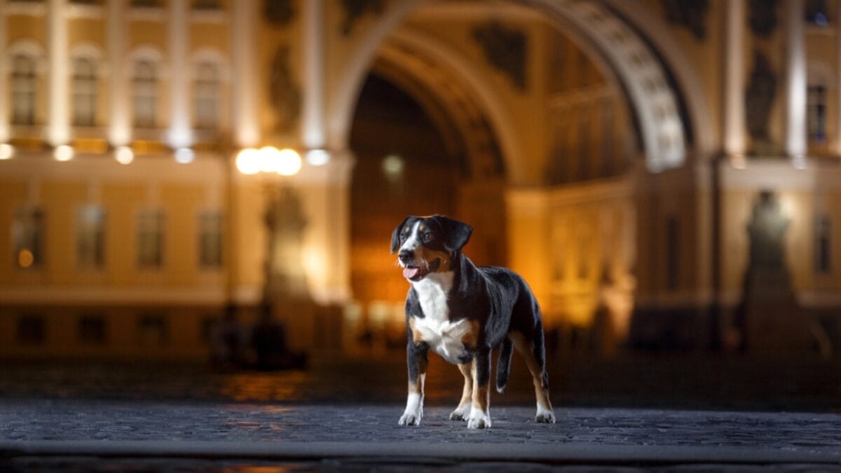 Meet the Appenzeller Sennenhund: 10 Traits of This Rare Swiss Breed 11 Meet the Appenzeller Sennenhund: 10 Traits of This Rare Swiss Breed - A Rare Breed with a Rich History dp118027456