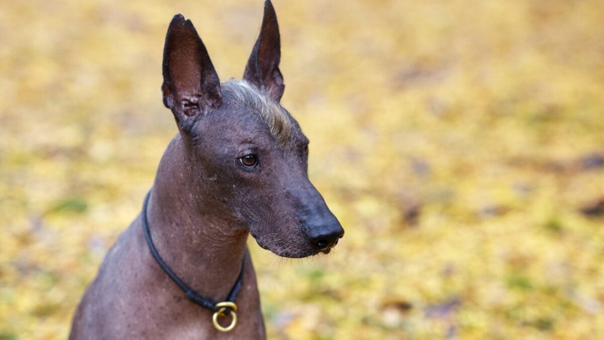 The Xoloitzcuintli: 10 Reasons Why This Breed is Delightfully Weird & Wonderful 10 The Xoloitzcuintli: 10 Reasons Why This Breed is Delightfully Weird & Wonderful - A Rare Precious Breed dp314926422