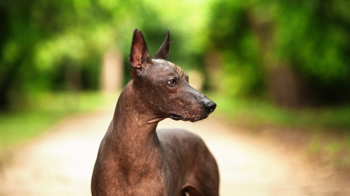 The Xoloitzcuintli: 10 Reasons Why This Breed is Delightfully Weird & Wonderful - A Tongue Twisting Name dp120109912