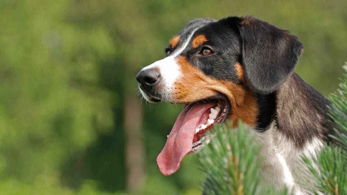 Meet the Appenzeller Sennenhund: 10 Traits of This Rare Swiss Breed 9 Meet the Appenzeller Sennenhund: 10 Traits of This Rare Swiss Breed - A True Working Dog at Heart dp1166989