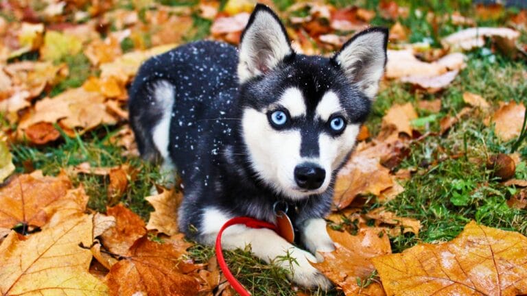Alaskan Klee Kai: 8 Traits of the Mini Husky with ’70s Roots - Alaskan Klee Kai ss1271893132