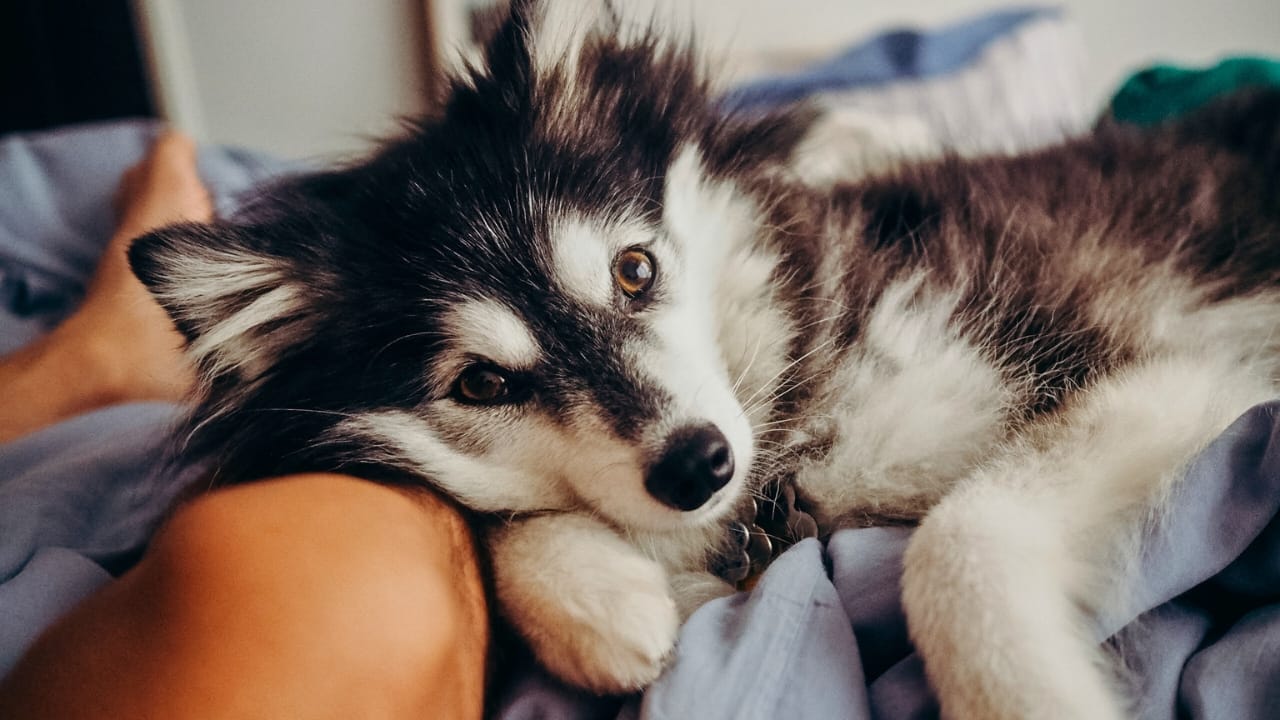 Alaskan Klee Kai: 8 Traits of the Mini Husky with ’70s Roots - Alaskan Klee Kai ss1884608539