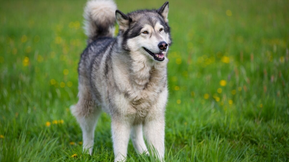 15 Dog Breeds Known for Their Fluffy, Cuddly Puppies - Alaskas Tough Tenacious Alaskan Malamute dp201587386