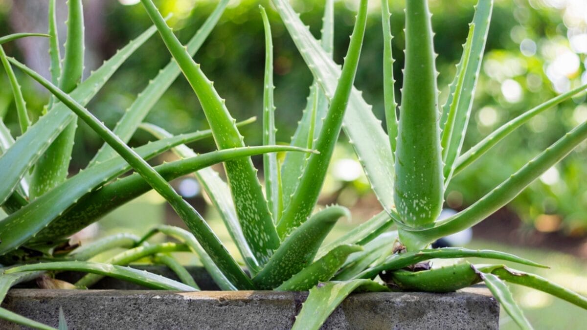 Healing in Your Backyard: 15 Medicinal Plants to Grow - Aloe Vera dp79635078