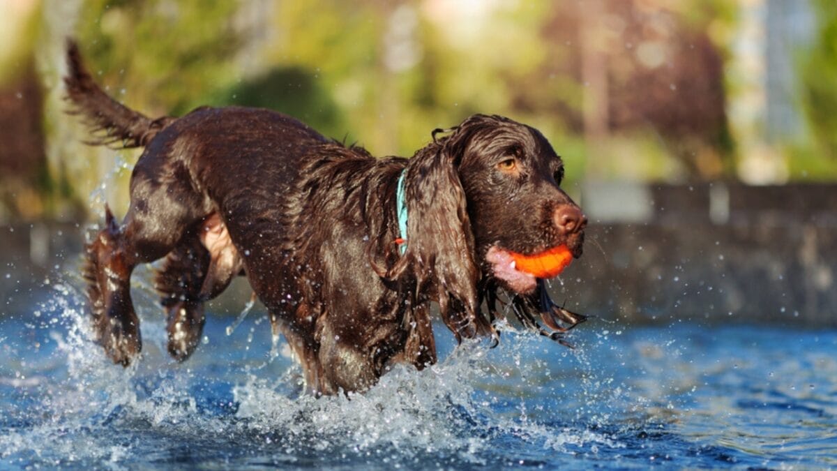 14 Dog Breeds That Can't Resist a Good Swim 15 14 Dog Breeds That Can't Resist a Good Swim - American Water Spaniel ss1800212566