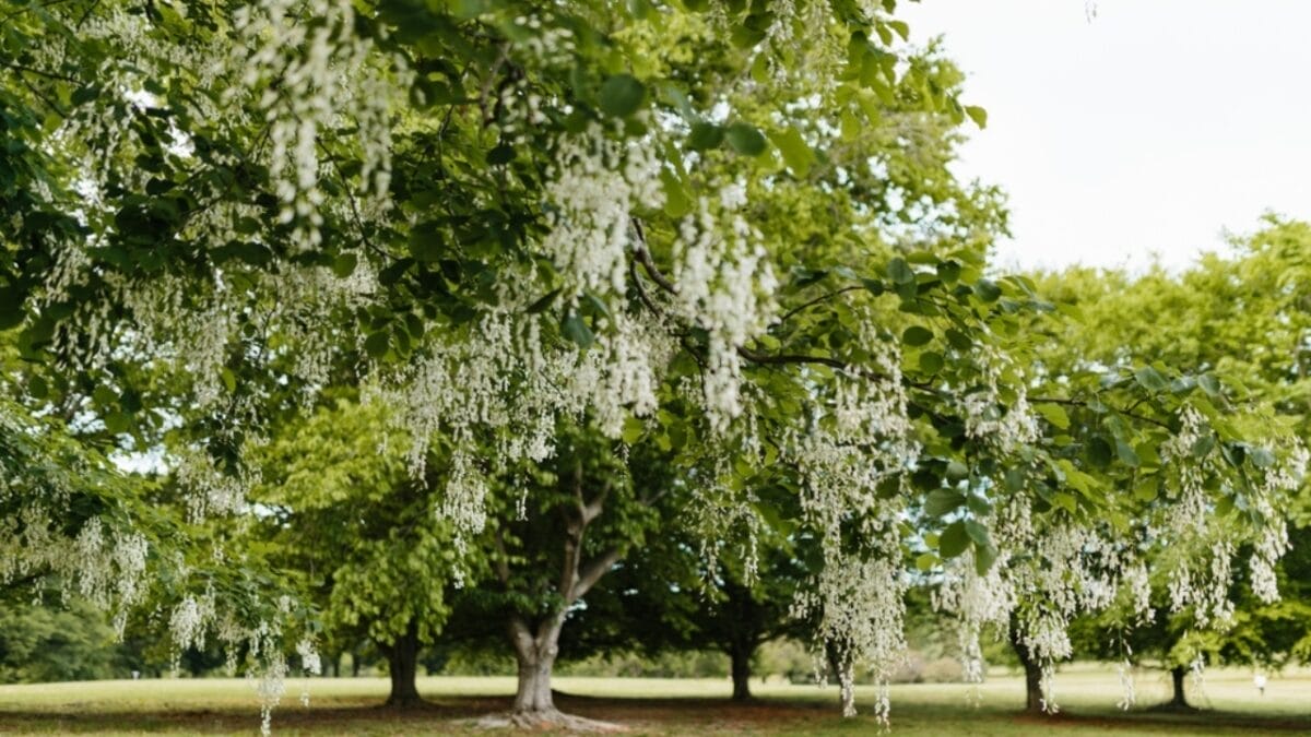 12 Most Beautiful Trees in America & What They Represent 14 12 Most Beautiful Trees in America & What They Represent - American Yellowwood ss2457470985