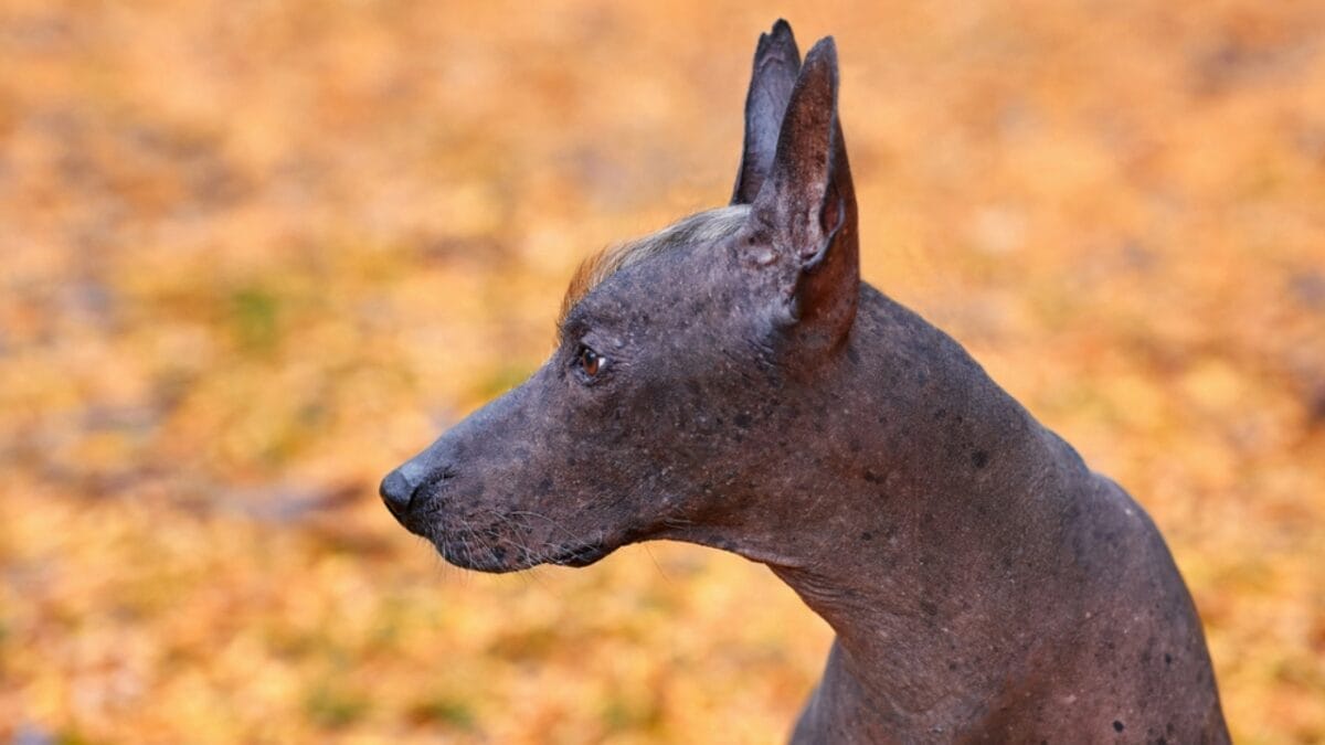 The Xoloitzcuintli: 10 Reasons Why This Breed is Delightfully Weird & Wonderful - Ancient Origins in the Americas dp317050122