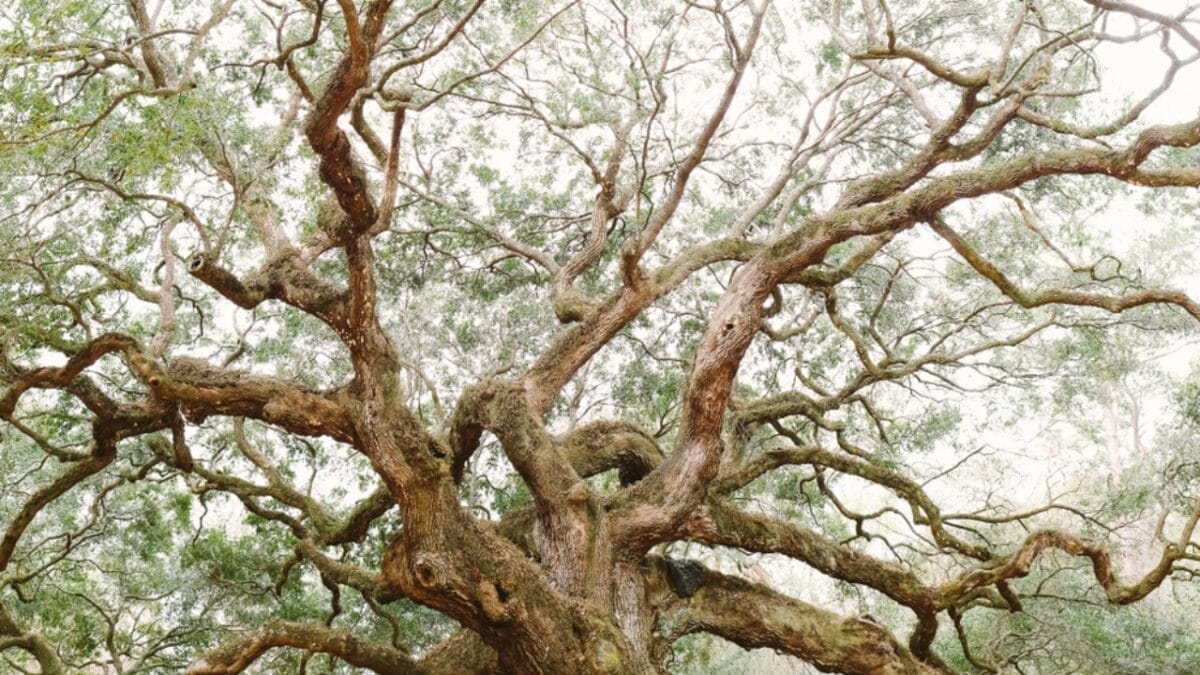 12 Most Beautiful Trees in America & What They Represent 13 12 Most Beautiful Trees in America & What They Represent - Angel Oak ss1040881279
