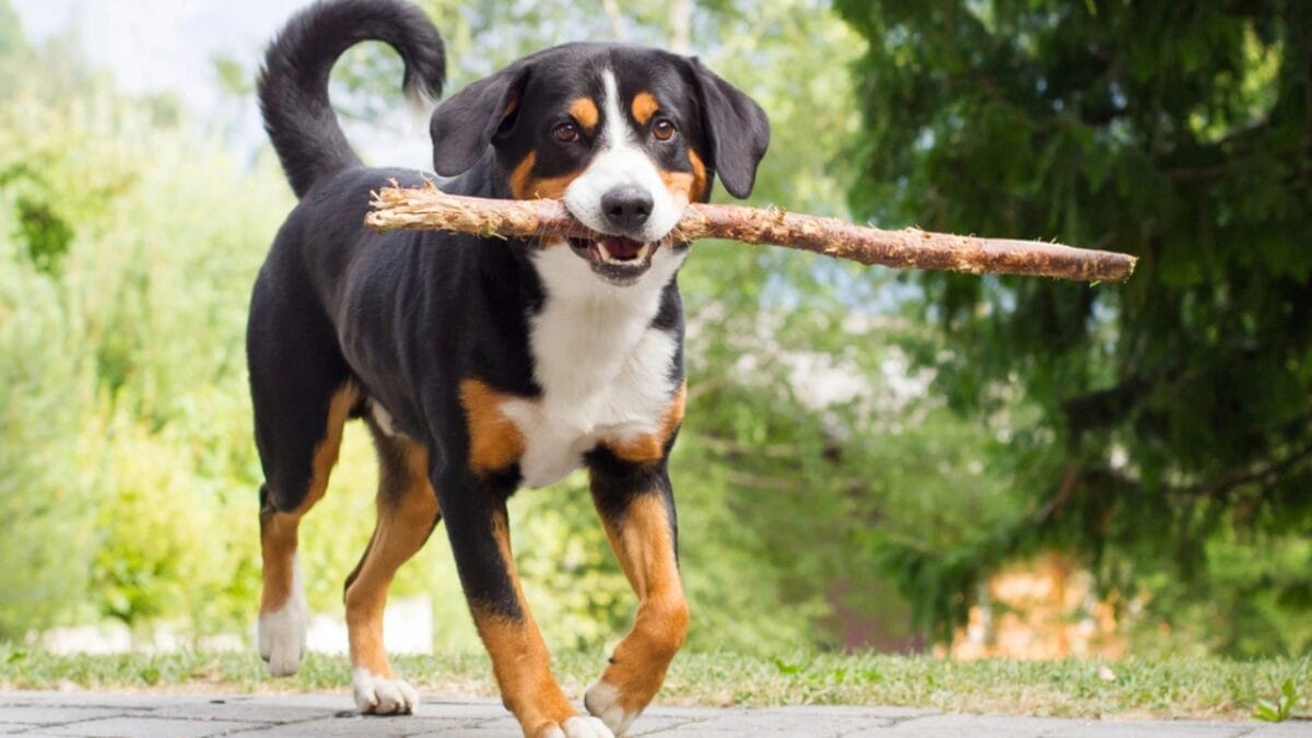 Meet the Appenzeller Sennenhund: 10 Traits of This Rare Swiss Breed 3 Meet the Appenzeller Sennenhund: 10 Traits of This Rare Swiss Breed - Appenzeller Sennenhund dp80910932