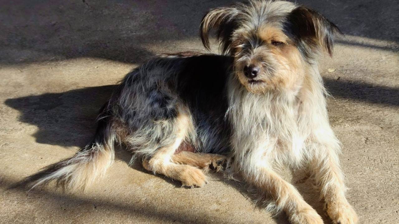 Guardians of the Pharaohs: 6 Dogs of Ancient Egypt 5 Guardians of the Pharaohs: 6 Dogs of Ancient Egypt - Armant ss2257368649dnoh