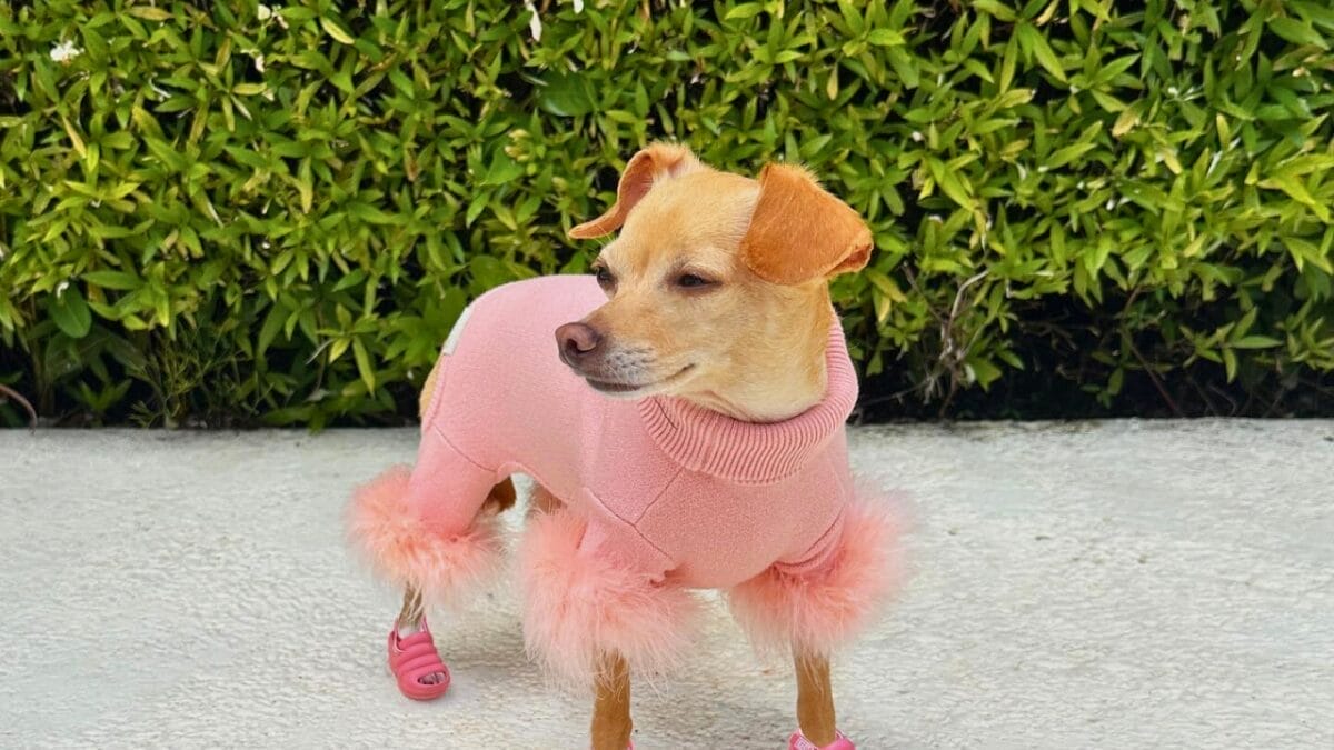 9 Irresistible Dogs You Need to Follow on Instagram 10 9 Irresistible Dogs You Need to Follow on Instagram - BOOBIE THE BILLIE mj