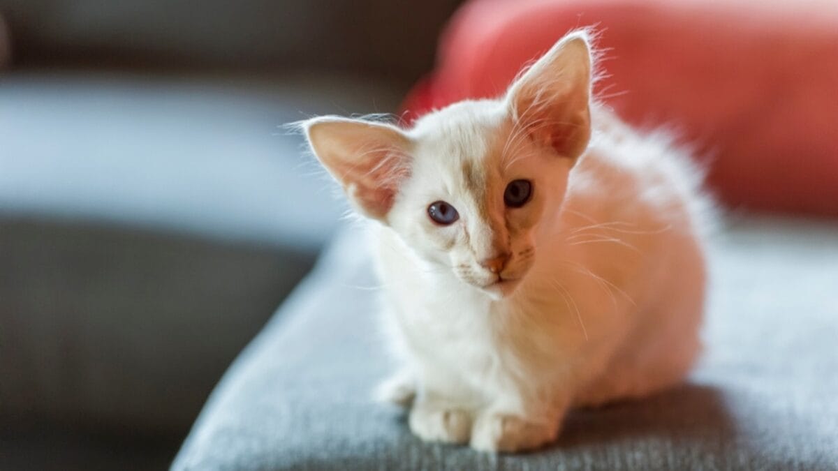 7 Cat Breeds That Love to "Talk" Back 4 7 Cat Breeds That Love to "Talk" Back - Balinese Cats ss2454476663