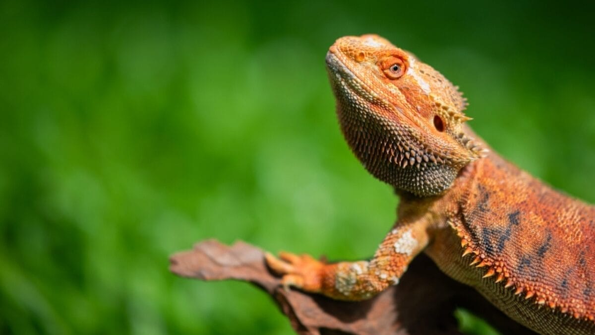 First Pet? 13 Easygoing Pets Perfect for Beginners 9 First Pet? 13 Easygoing Pets Perfect for Beginners - Bearded Dragons ss2424815133