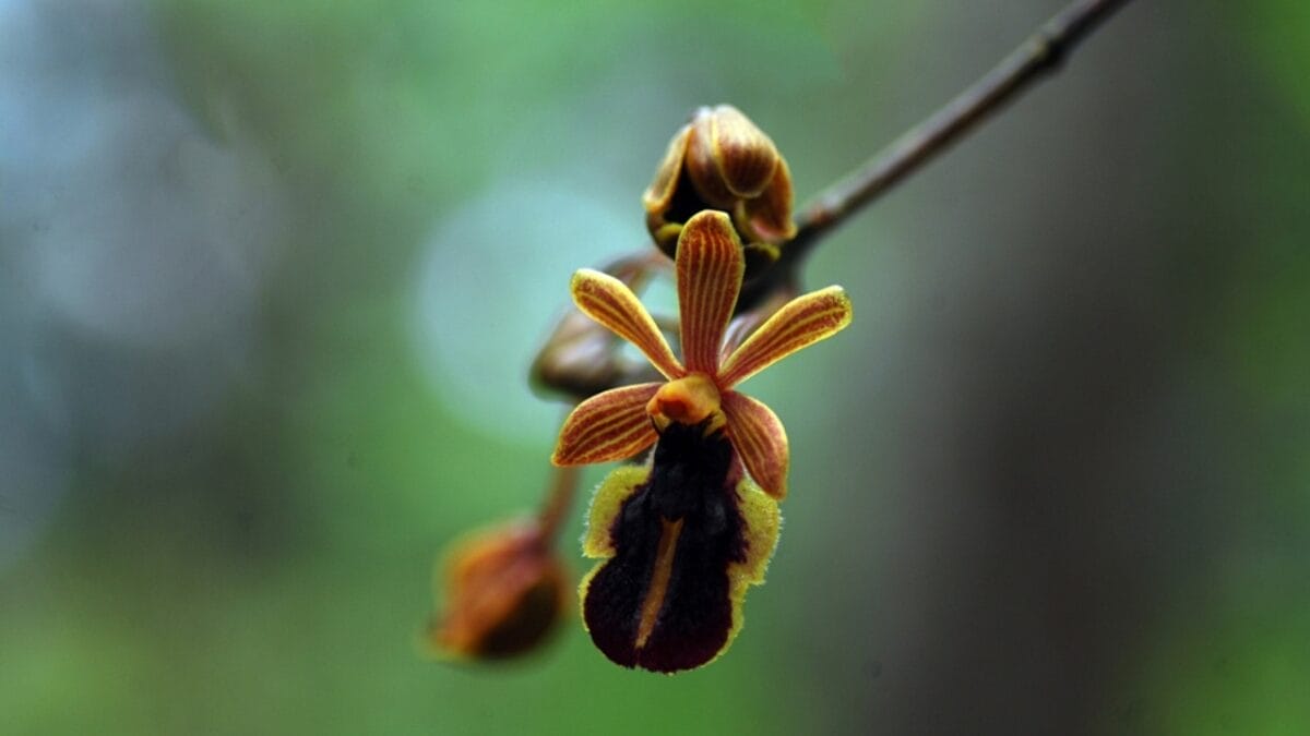 Orchid Symbolism Secrets: What 12 Bloom Colors Really Mean 14 Orchid Symbolism Secrets: What 12 Bloom Colors Really Mean - Bee Orchid ss2425880685