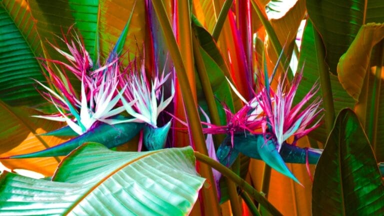 Cultivate Your Own Tropical Eden with Bird of Paradise 3 Cultivate Your Own Tropical Eden with Bird of Paradise - Bird of Paradise plant ss1315769102