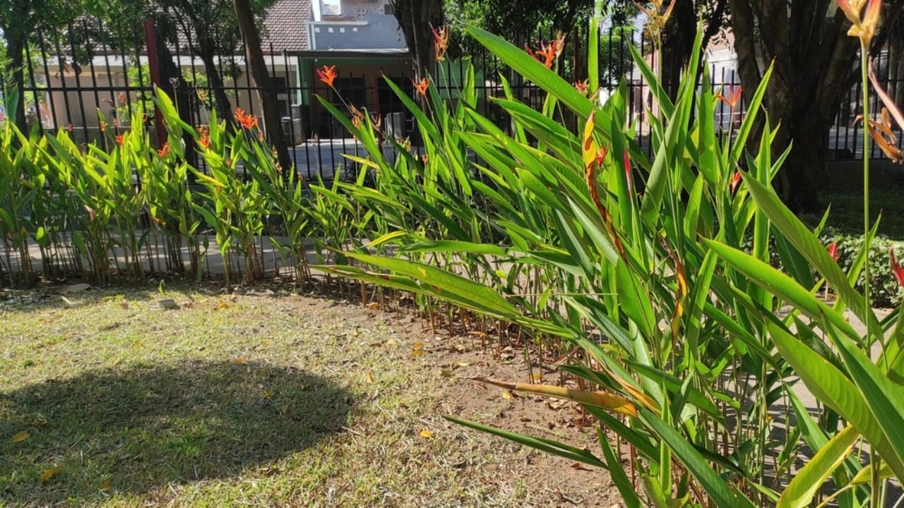 Cultivate Your Own Tropical Eden with Bird of Paradise 4 Cultivate Your Own Tropical Eden with Bird of Paradise - Bird of paradise flowers plants ss2495362209