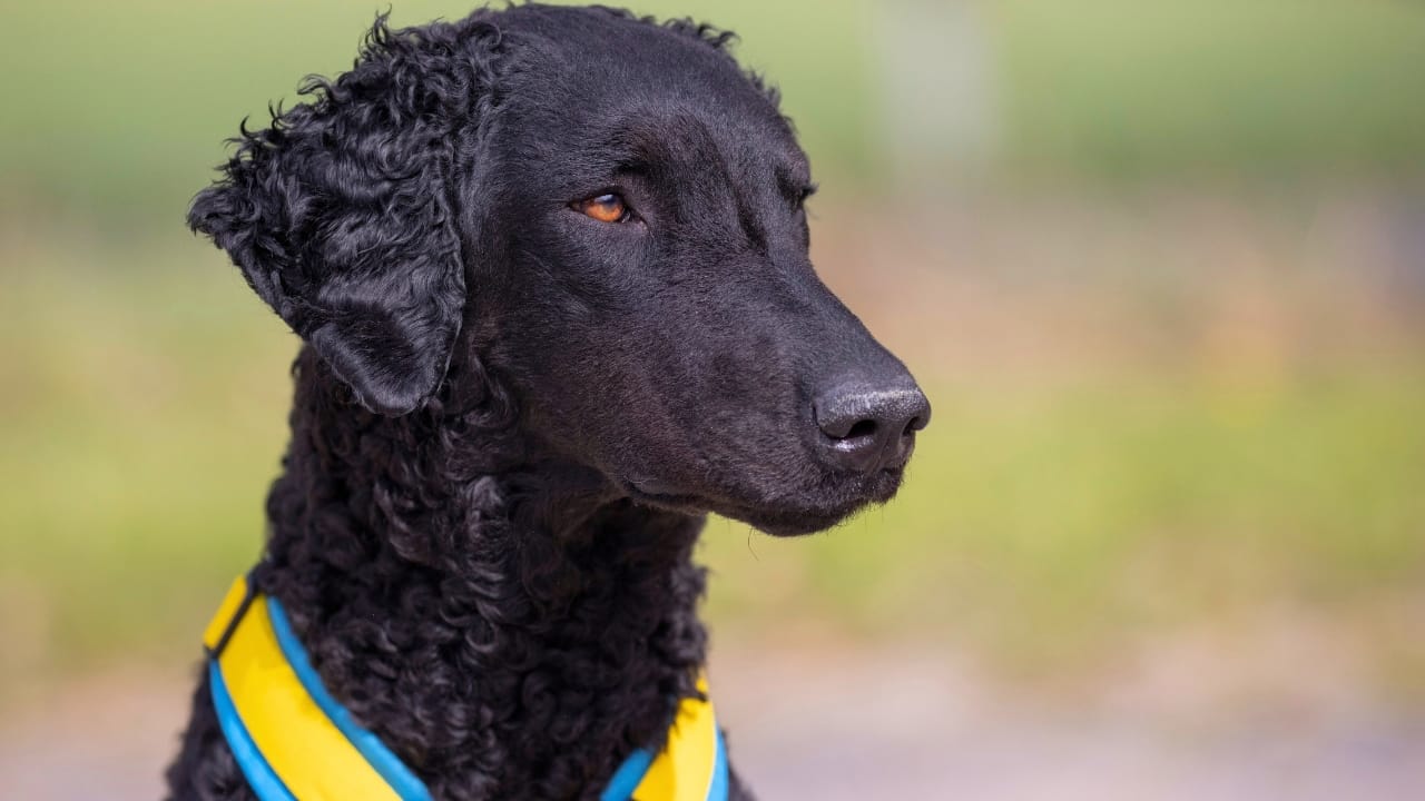 15 Overlooked Dog Breeds That are Smarter Than They Seem 3 15 Overlooked Dog Breeds That are Smarter Than They Seem - Black Curly Coated Retriever s2463289777
