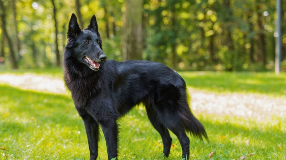 23 Dog Breeds That Could Be Lifesavers in a Zombie Apocalypse - BlackBelgiansheepdog dp132521644