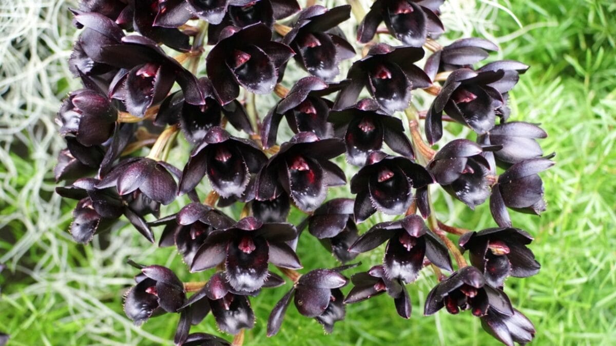 Orchid Symbolism Secrets: What 12 Bloom Colors Really Mean 11 Orchid Symbolism Secrets: What 12 Bloom Colors Really Mean - Black Orchids dp444121930