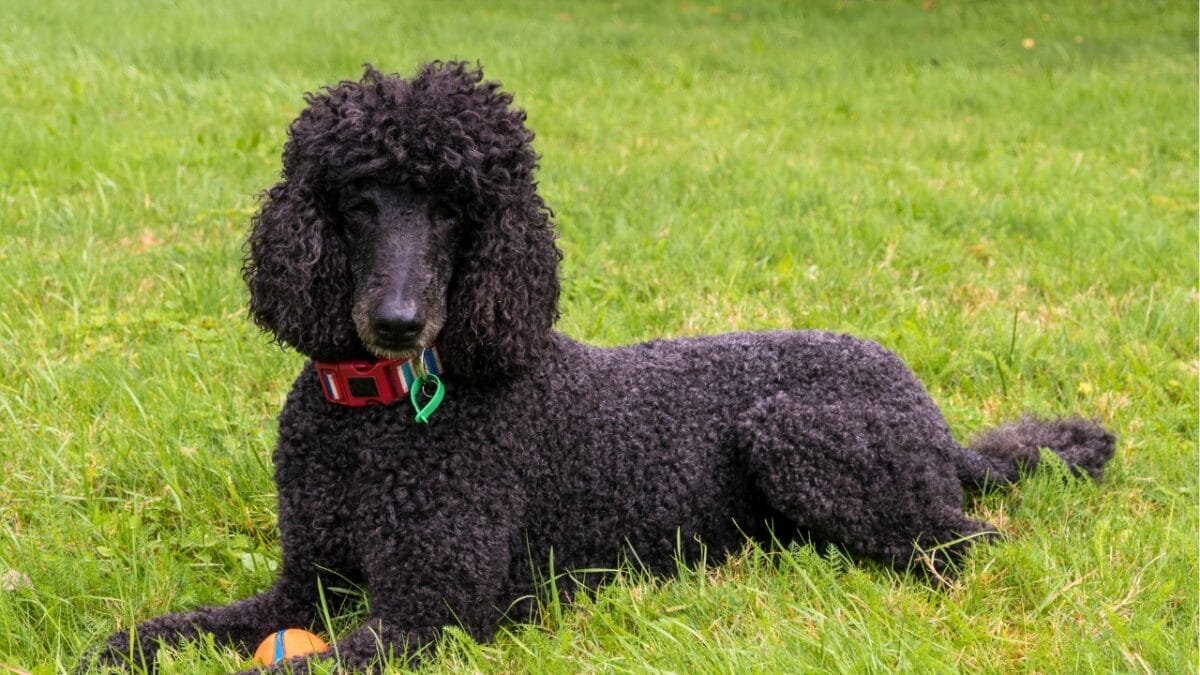 Before You Get a Poodle: 10 Facts Every Owner Should Know - Black poodle lying down dp676657796
