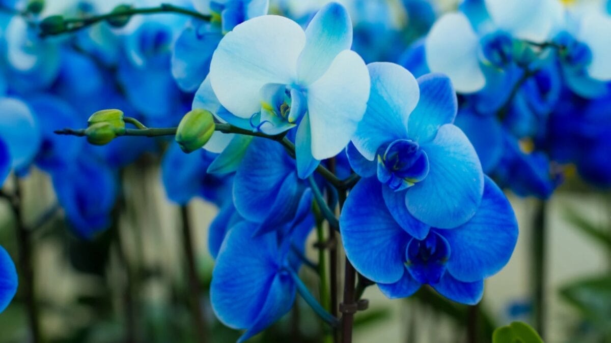 Orchid Symbolism Secrets: What 12 Bloom Colors Really Mean 9 Orchid Symbolism Secrets: What 12 Bloom Colors Really Mean - Blue Orchids dp60745309