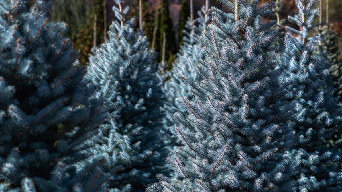 12 Most Beautiful Trees in America & What They Represent 11 12 Most Beautiful Trees in America & What They Represent - Blue Spruce dp714161448