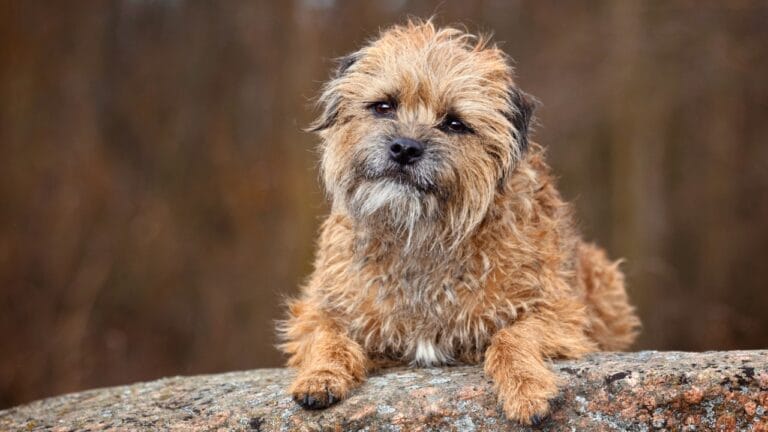 The 100-Mile Solo Journey of Lucky & 10 Reasons Why Border Terriers are Extraordinary 2 The 100-Mile Solo Journey of Lucky & 10 Reasons Why Border Terriers are Extraordinary - Border Terrier ss2262052523