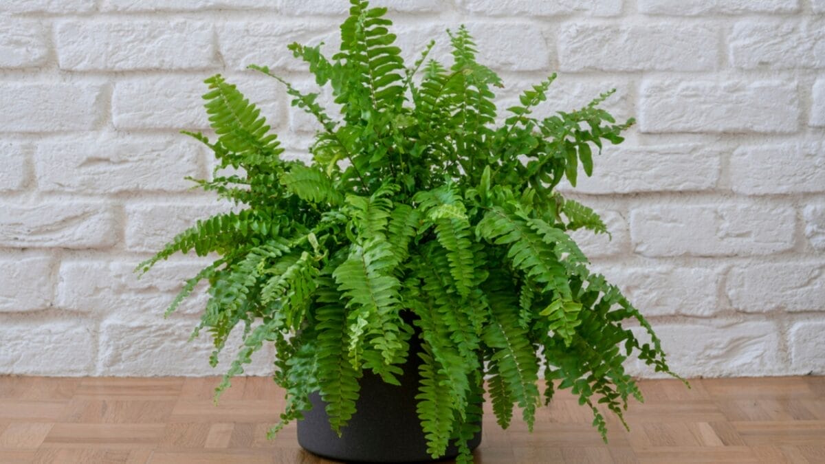 12 Houseplants That Actually Prefer Staying Pot-Bound - Boston Fern dp534203252