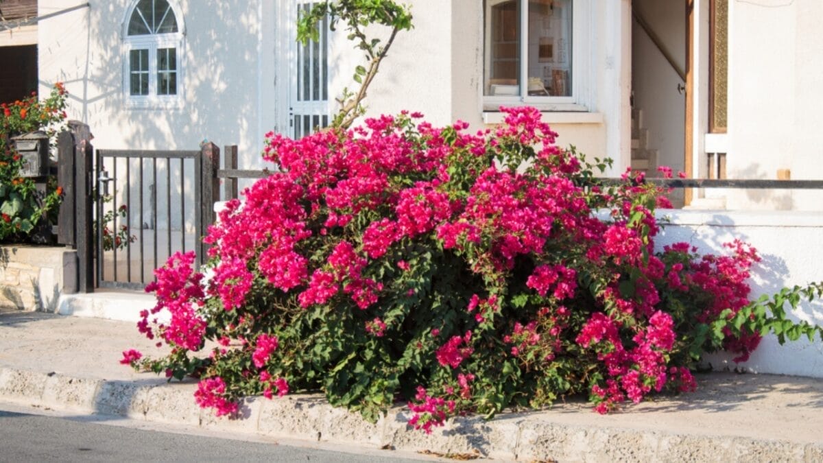 20 Best Vines for Containers That Are Easy to Grow 10 20 Best Vines for Containers That Are Easy to Grow - Bougainvillea Big Bush ss1287492052