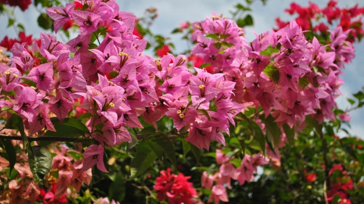 15 Flowers That Look Like Roses but Are Easier to Grow 8 15 Flowers That Look Like Roses but Are Easier to Grow - Bougainvillea Flowers dp38378699