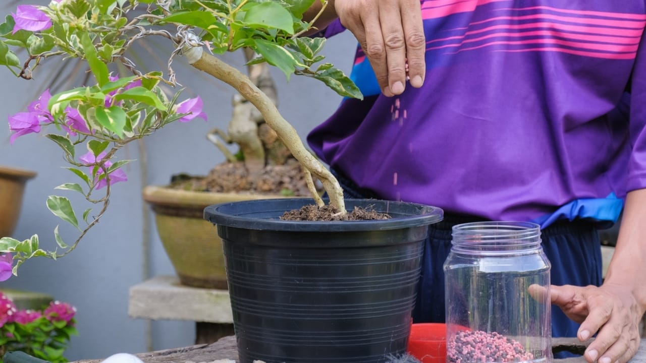 Don’t Let These Container Gardening Errors Kill Your Plants 10 Don’t Let These Container Gardening Errors Kill Your Plants - Bougainvillea with Fertilizer dp493980122