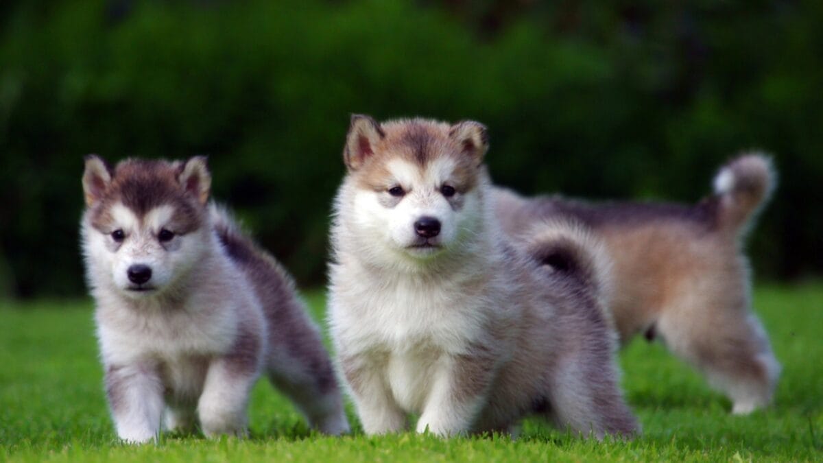 Alaskan Klee Kai: 8 Traits of the Mini Husky with ’70s Roots 3 Alaskan Klee Kai: 8 Traits of the Mini Husky with ’70s Roots - Boundless Energy dp31528309