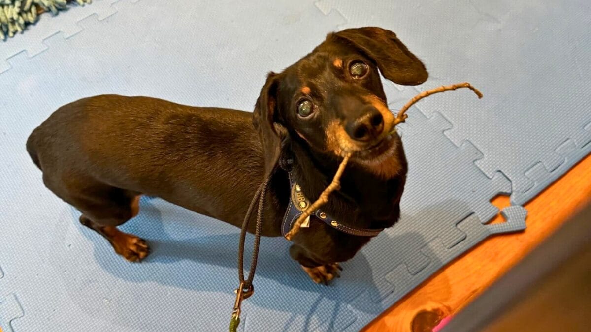 9 Irresistible Dogs You Need to Follow on Instagram 5 9 Irresistible Dogs You Need to Follow on Instagram - CRUSOE THE DACHSHUND mj