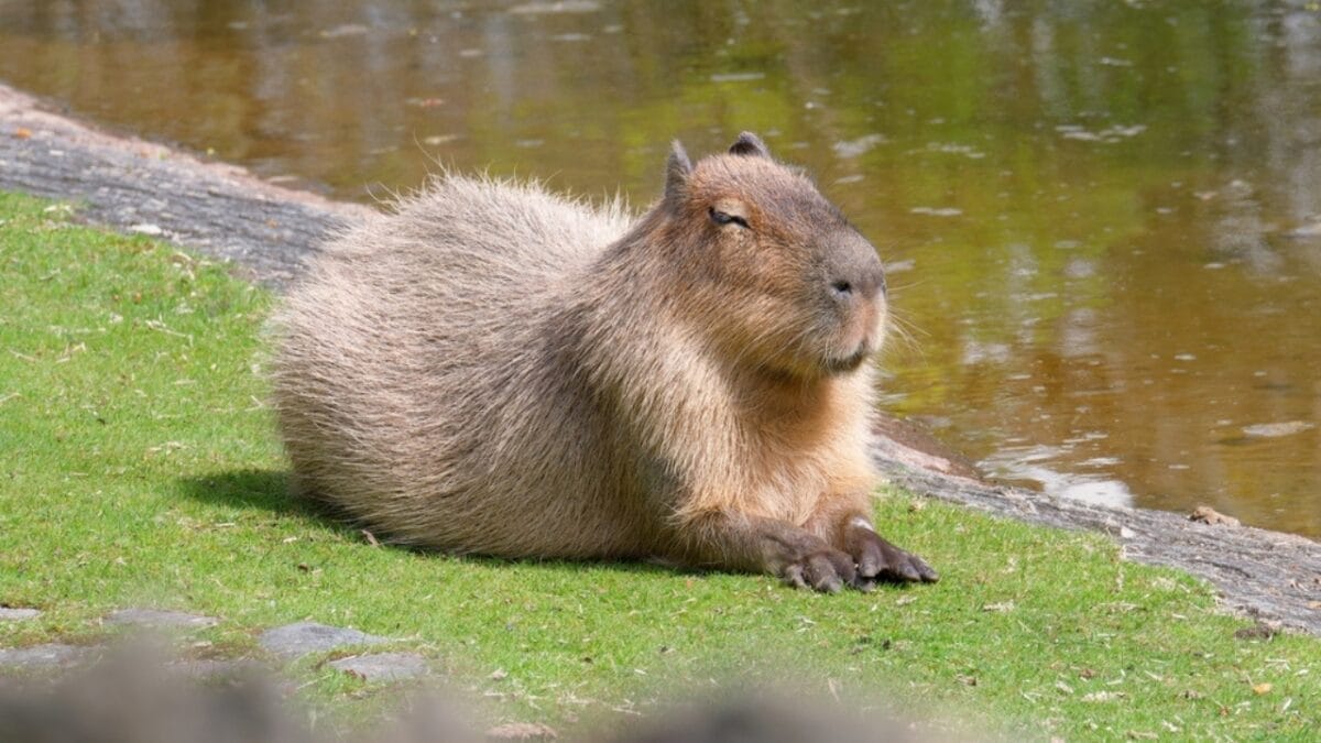 15 Animals Known for Their Gentle & Friendly Nature - Capybaras ss2302198423