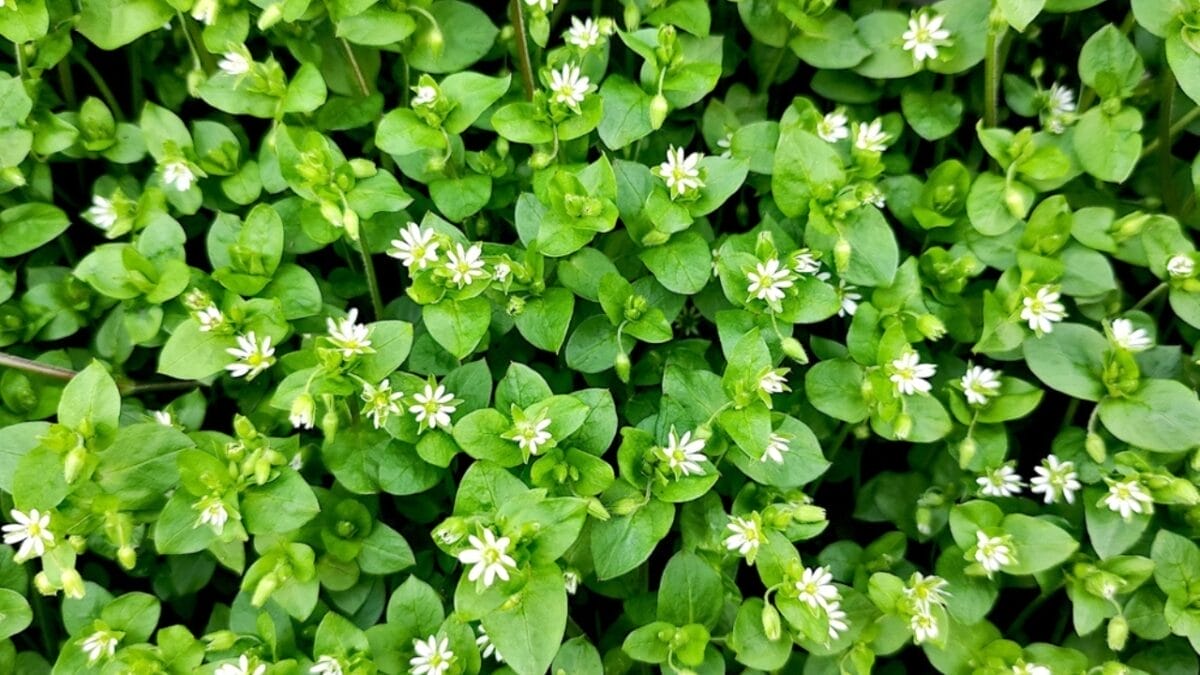 25 Edible Wild Greens to Forage for Your Next Meal 5 25 Edible Wild Greens to Forage for Your Next Meal - Chickweed ss2289399495