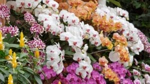 Orchid Symbolism Secrets: What 12 Bloom Colors Really Mean 1 Orchid Symbolism Secrets: What 12 Bloom Colors Really Mean - Colorful Orchids ss354685577