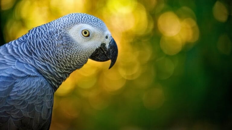 The 10 Longest-Living Animals That Make Great Pets 4 The 10 Longest-Living Animals That Make Great Pets - Congo African grey parrot ss2358956843dnoh