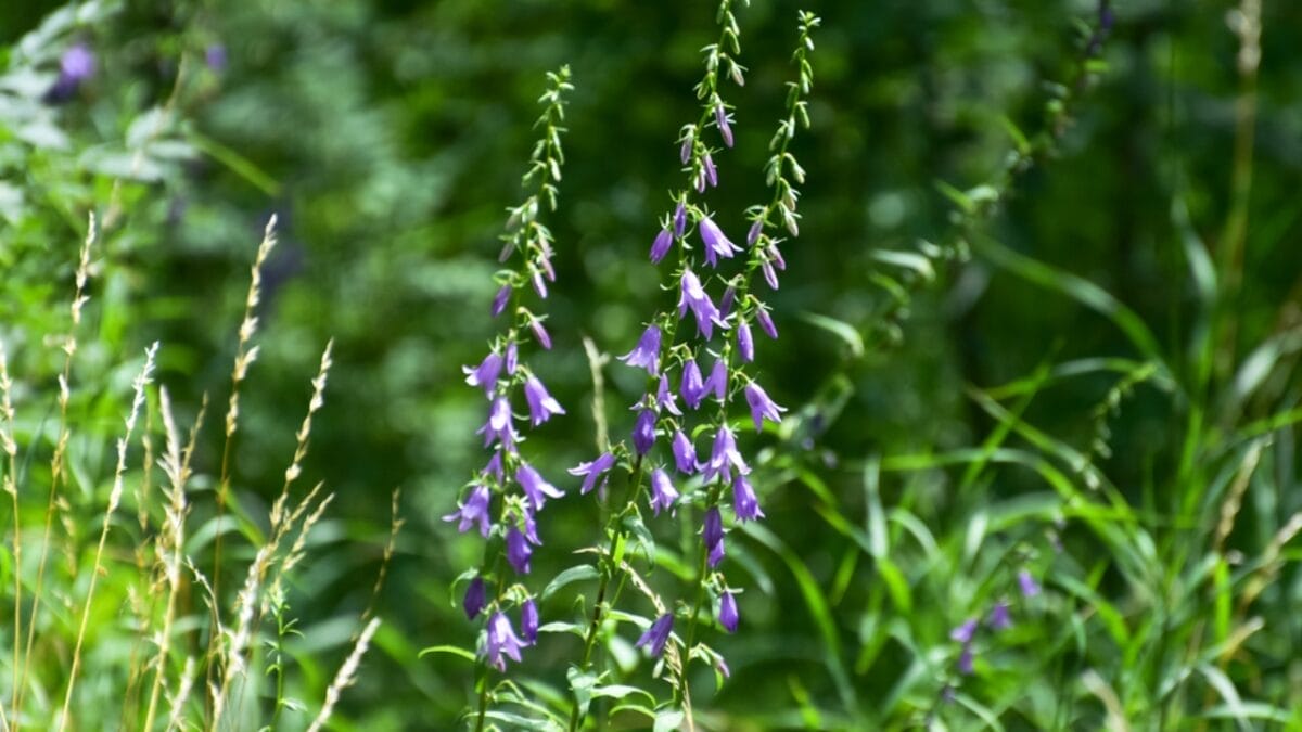 25 Edible Wild Greens to Forage for Your Next Meal 8 25 Edible Wild Greens to Forage for Your Next Meal - Creeping Bellflower dp204614206