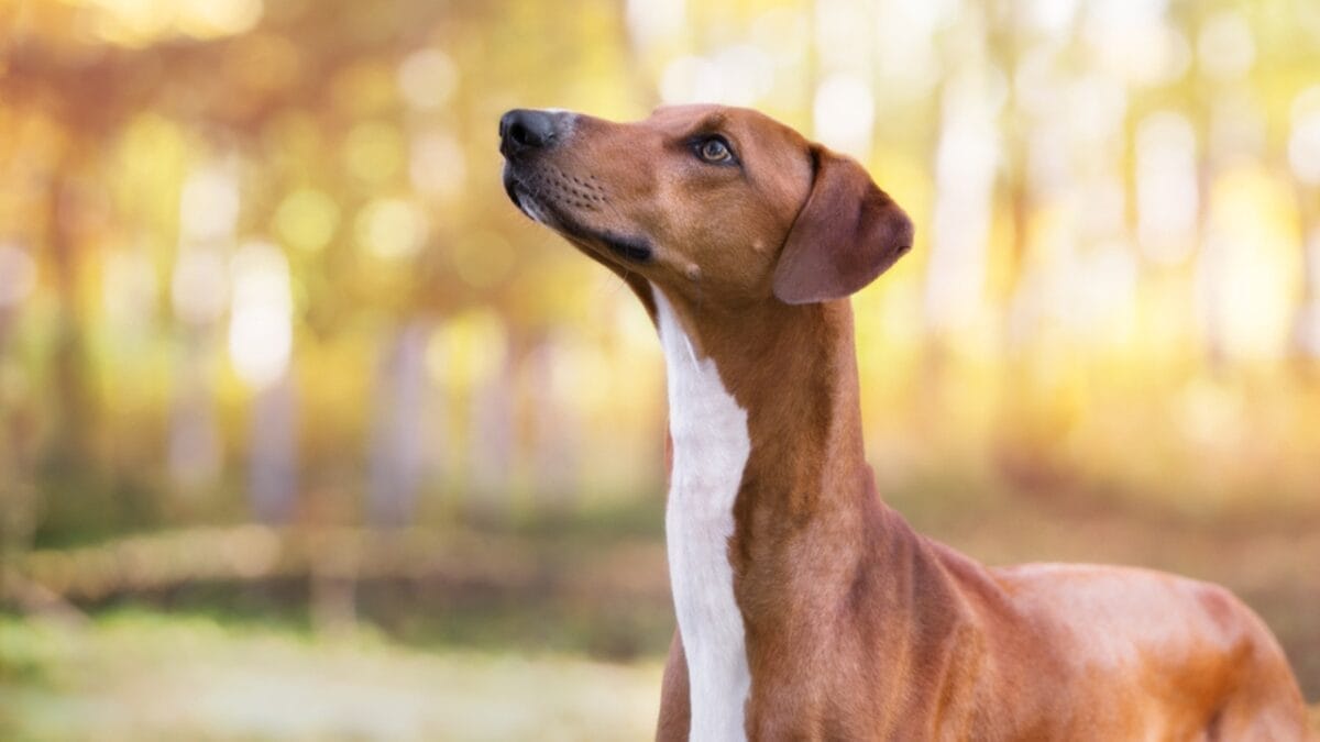8 Milestones That Shaped the Evolution of the Azawakh Dog - Cultural Significance dp320867698